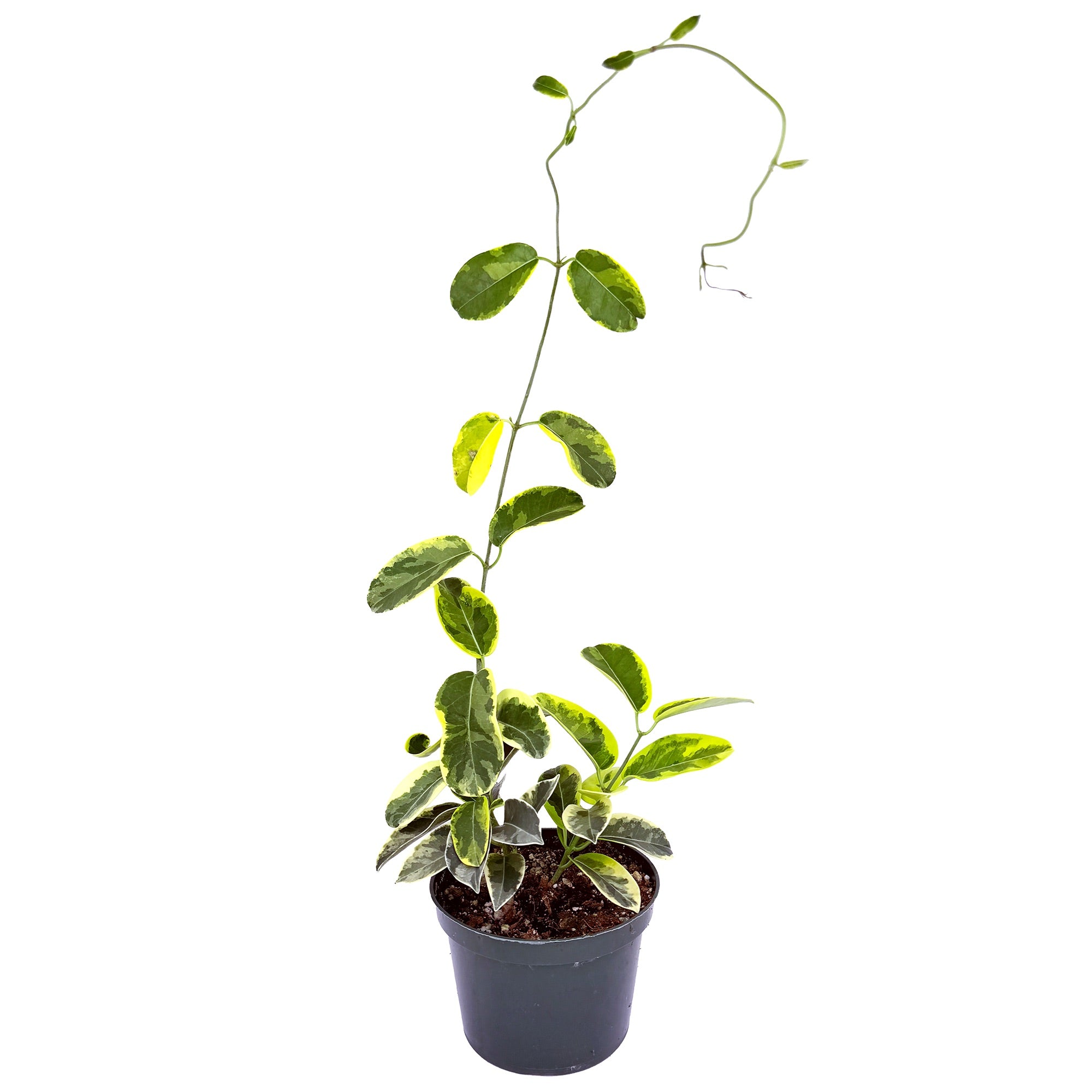 Stephanotis floribunda 'Variegated Madagascar Jasmine'