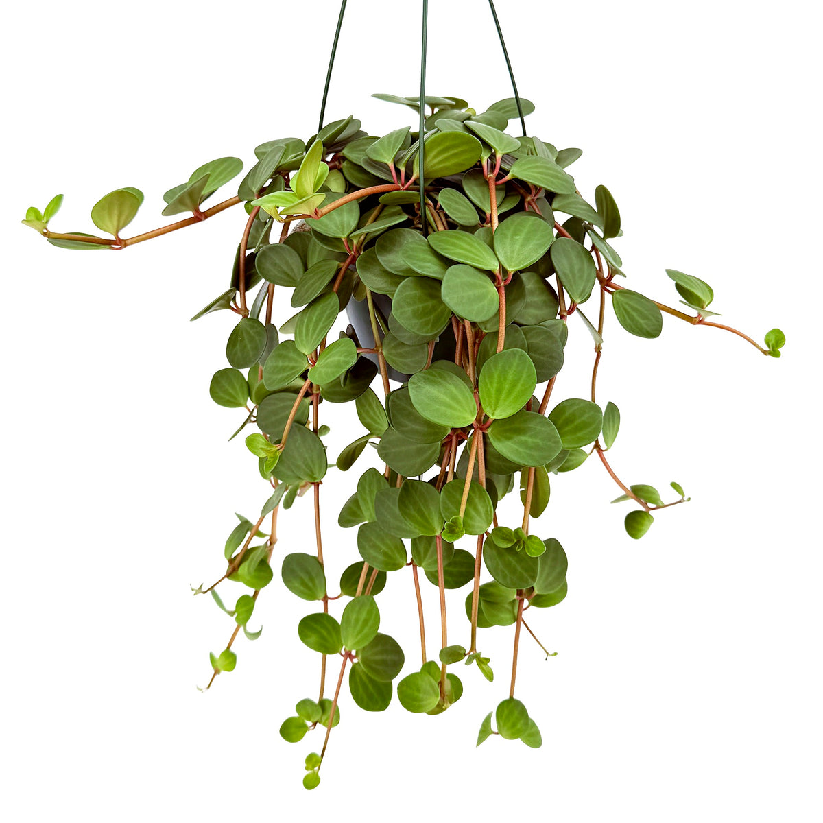 Peperomia 'Hope'