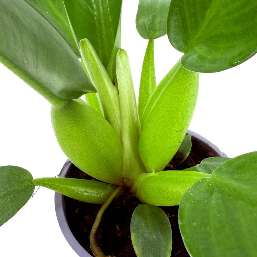 Philodendron martianum ‘Fat Boy’