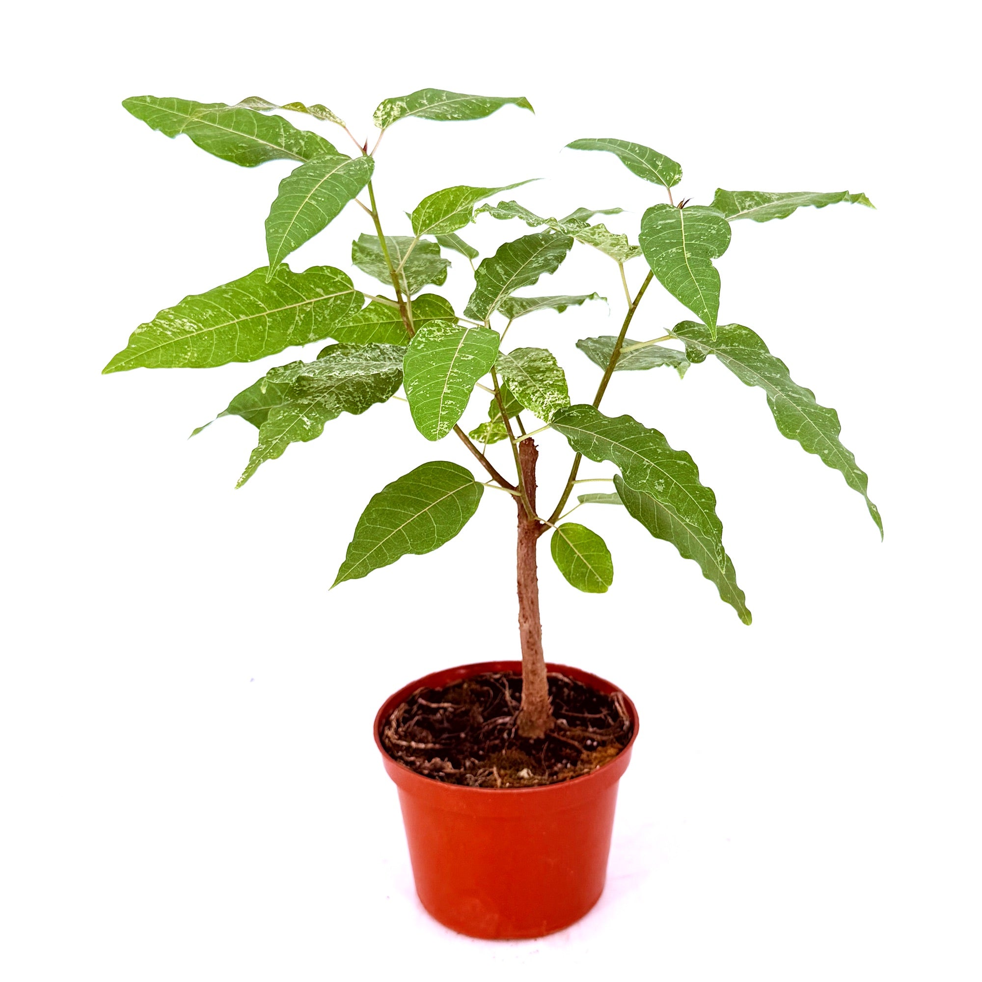 Ficus aspera 'Clown Fig'