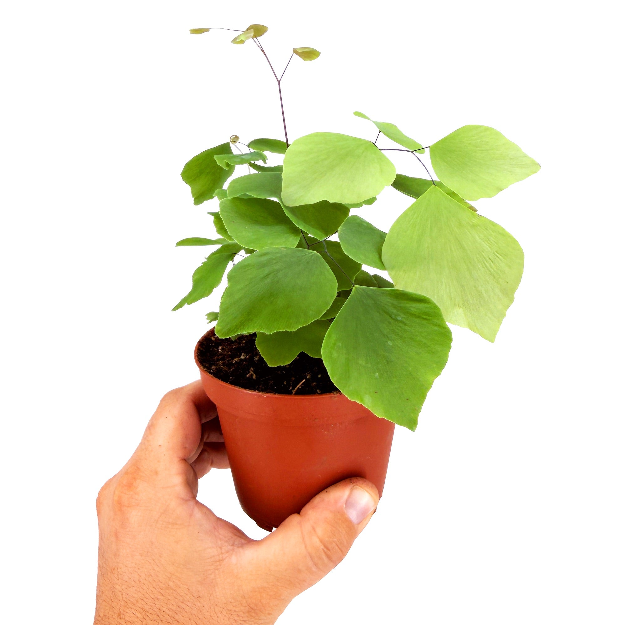 Adiantum peruvianum 'Silver Dollar Fern'