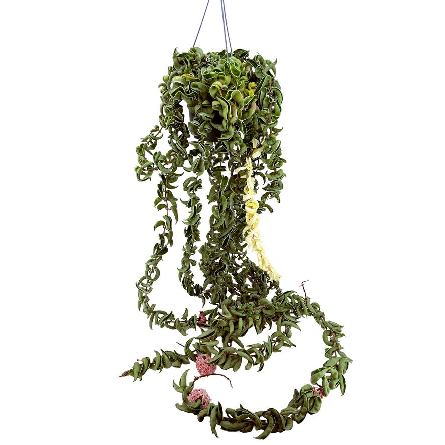 Hoya carnosa compacta variegata 'Variegated Hindu Rope' XXXL