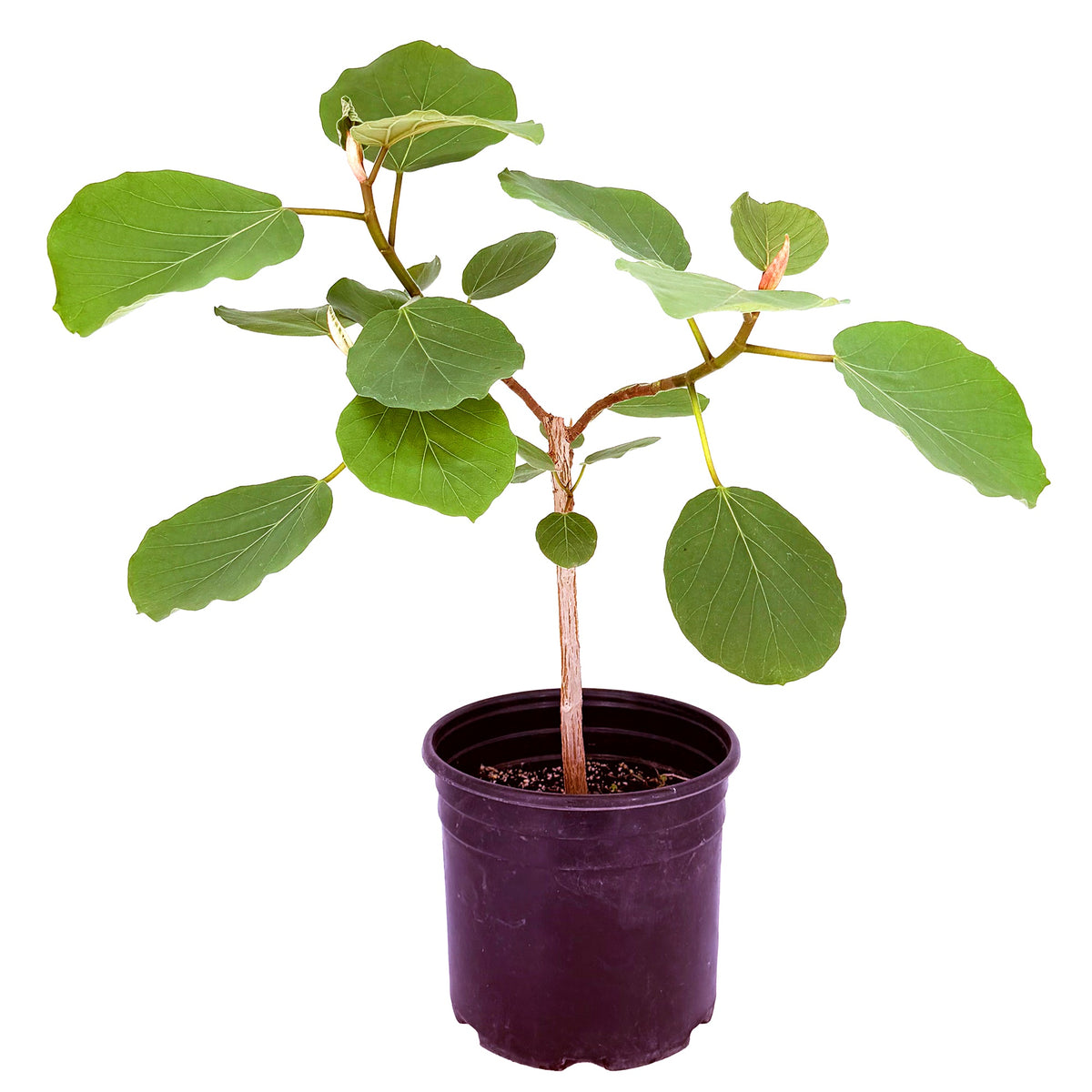 Ficus socotrana