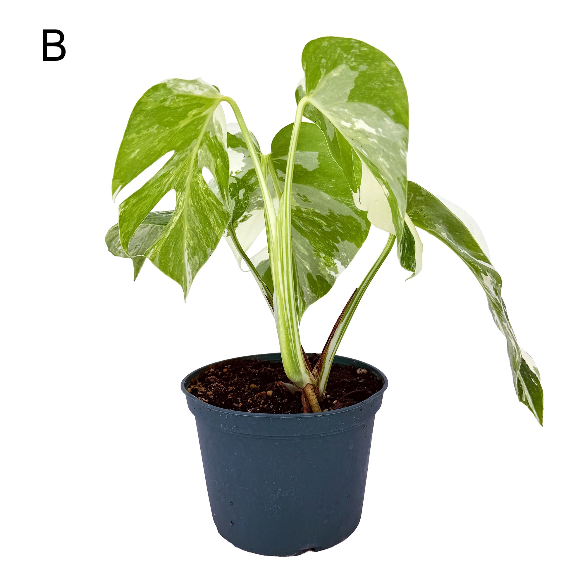 Monstera Borsigiana Albo Variegata