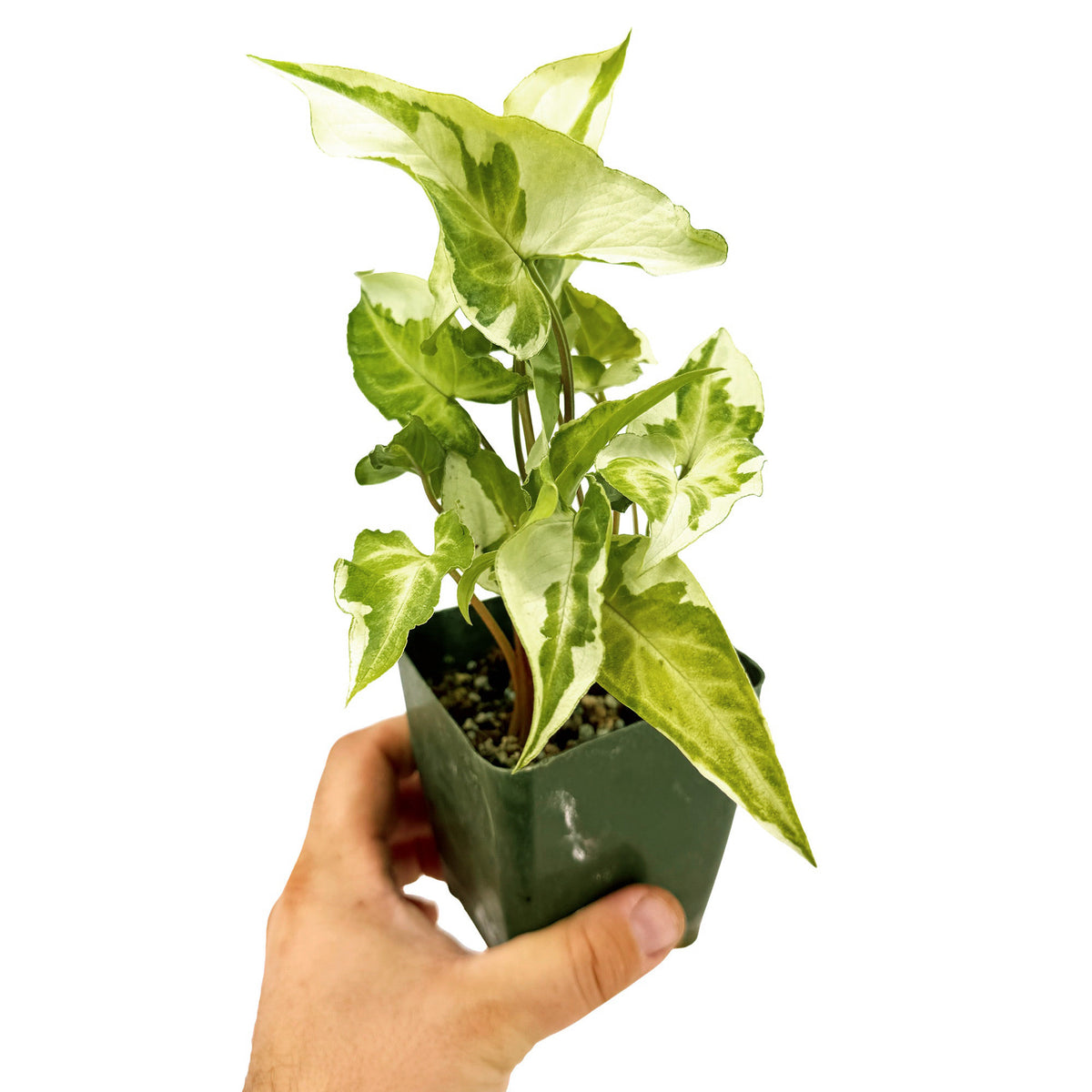 Syngonium 'Three Kings'