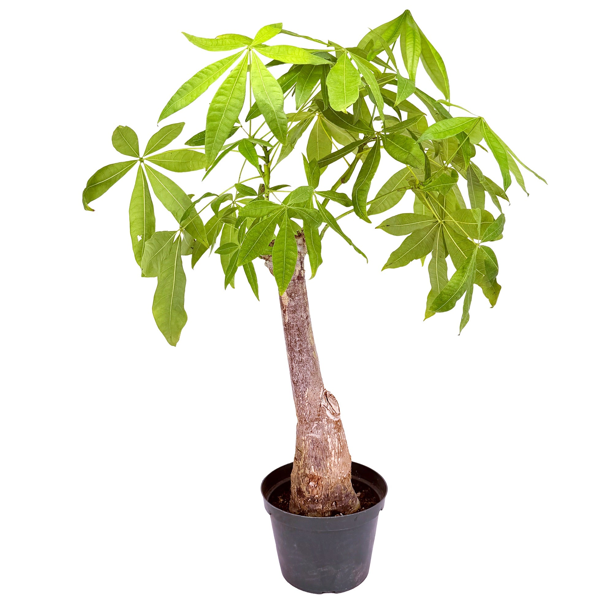 Pachira aquatica ‘Money Tree’ [Stump Form] Wabi-Sabi