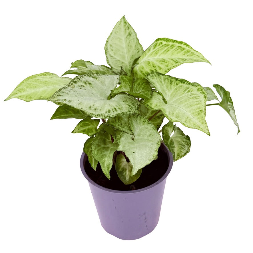 Syngonium podophyllum ‘White Butterfly’