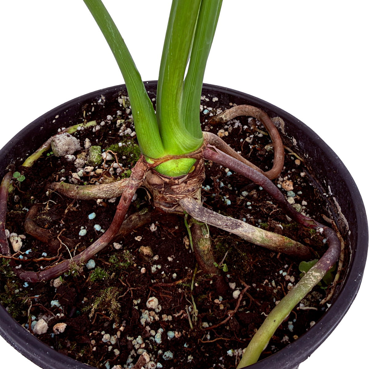 Thaumatophyllum spruceanum ‘Goeldii’