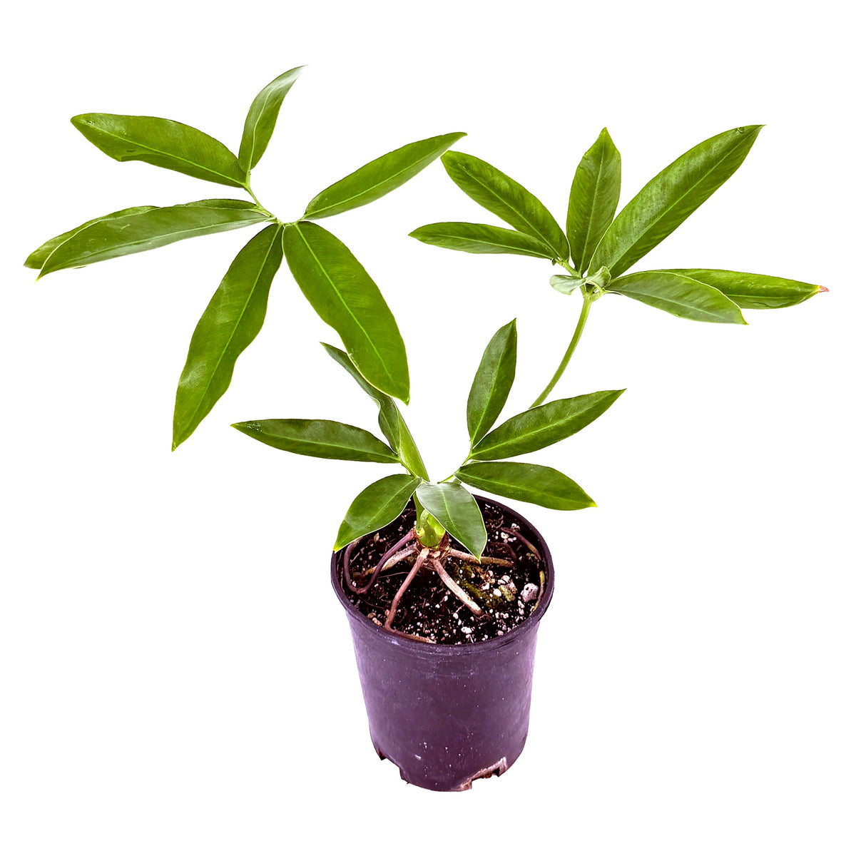 Thaumatophyllum spruceanum ‘Goeldii’
