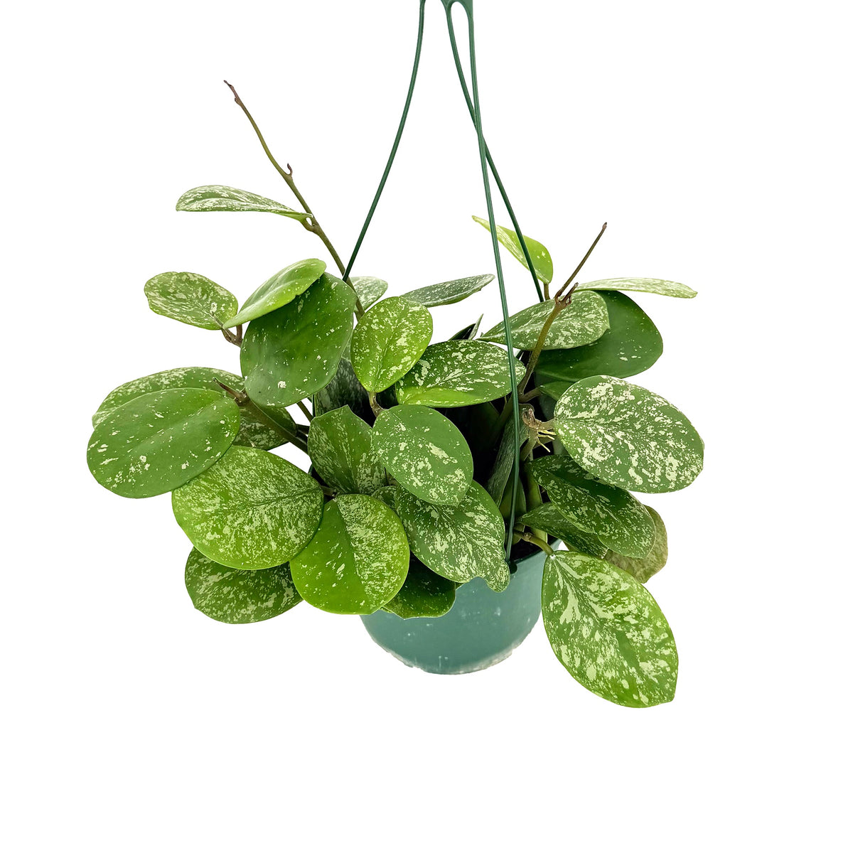 Hoya obovata ‘Splash’