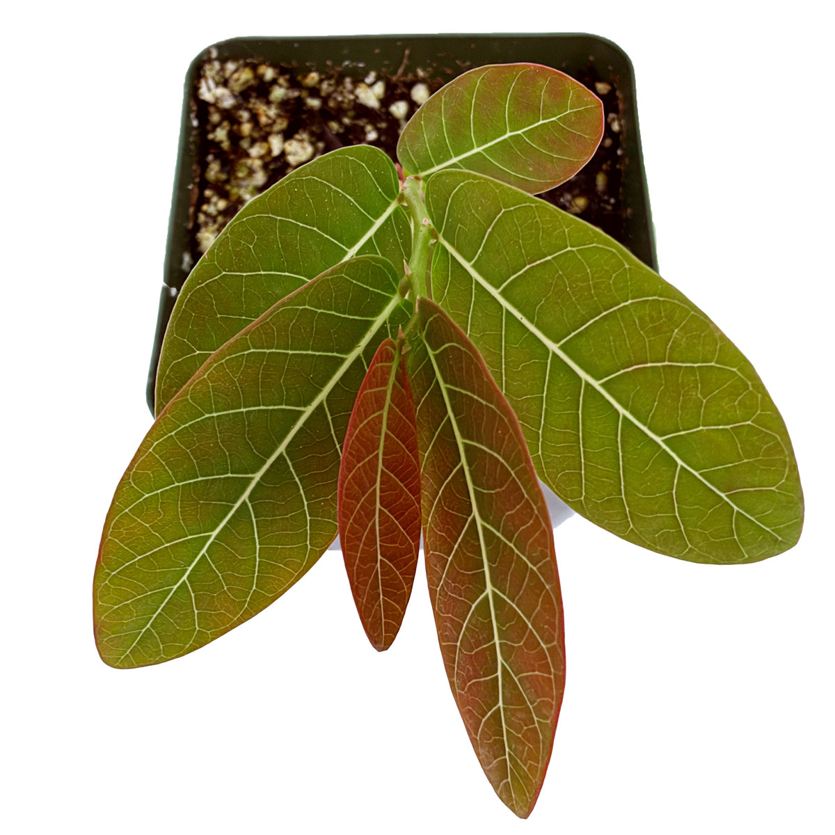 Phyllanthus mirabilis