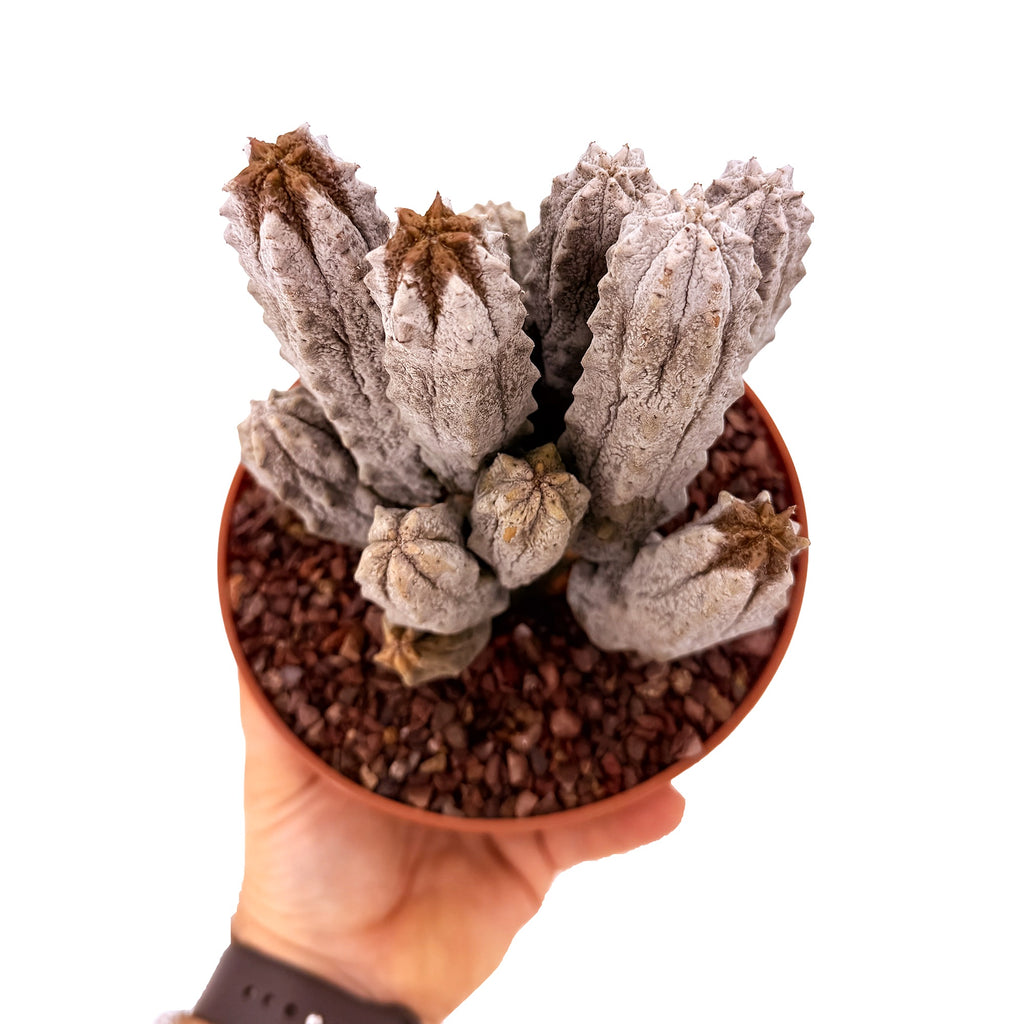Euphorbia abdelkuri