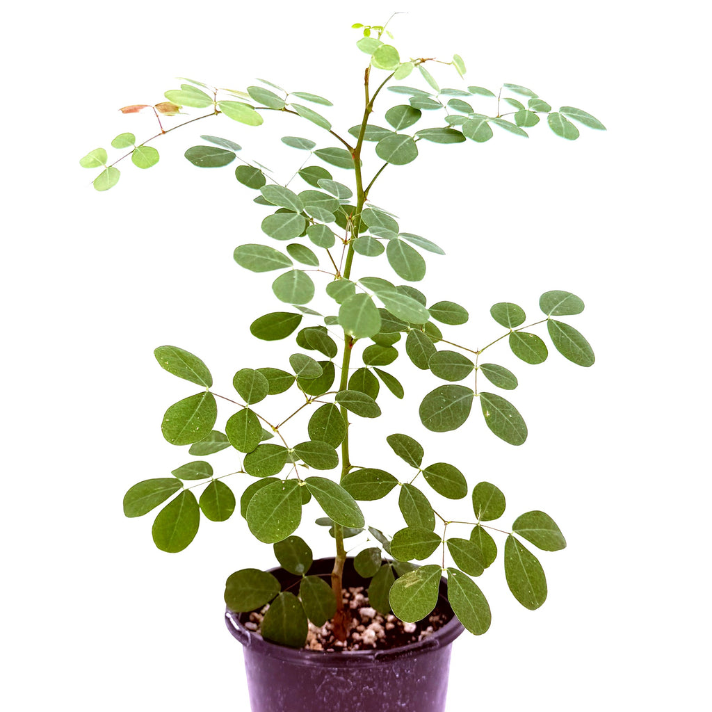 Tara cacalaco ‘Cascalote’
