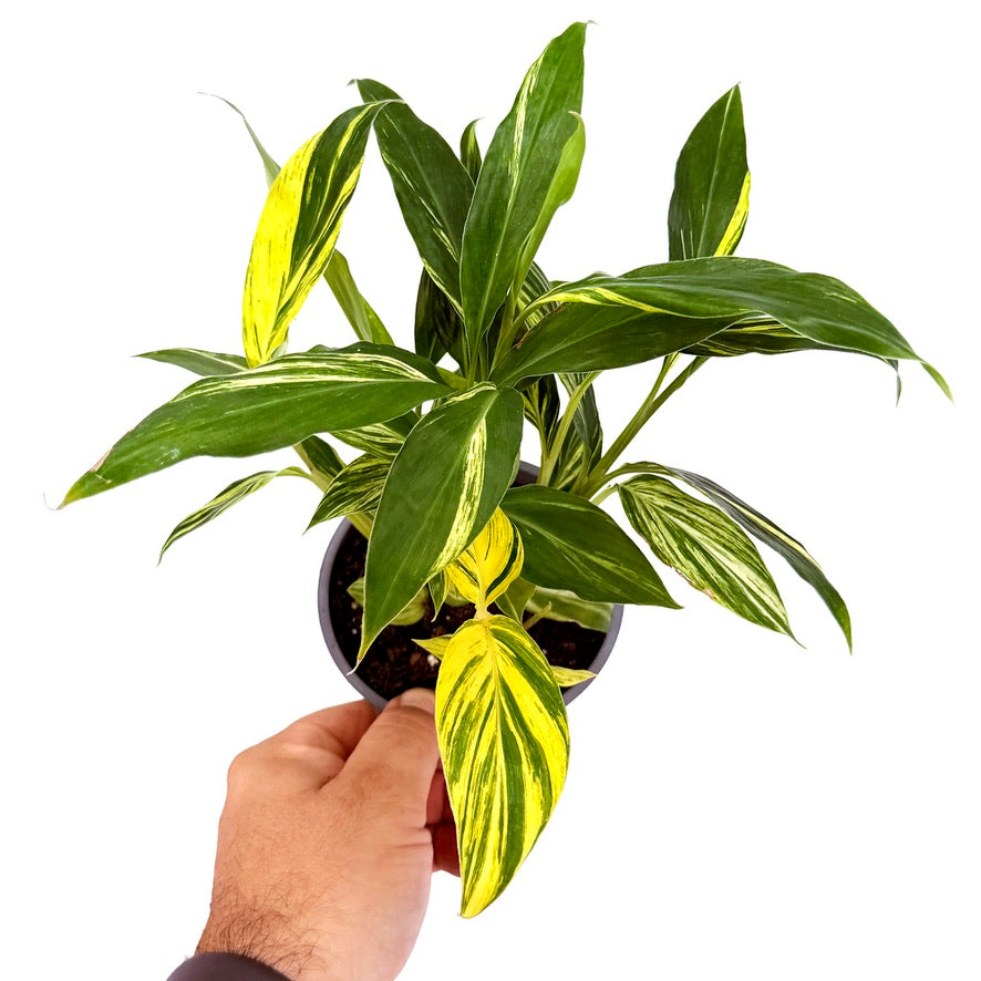 Alpinia zerumbet variegata ’Variegated Shell Ginger'
