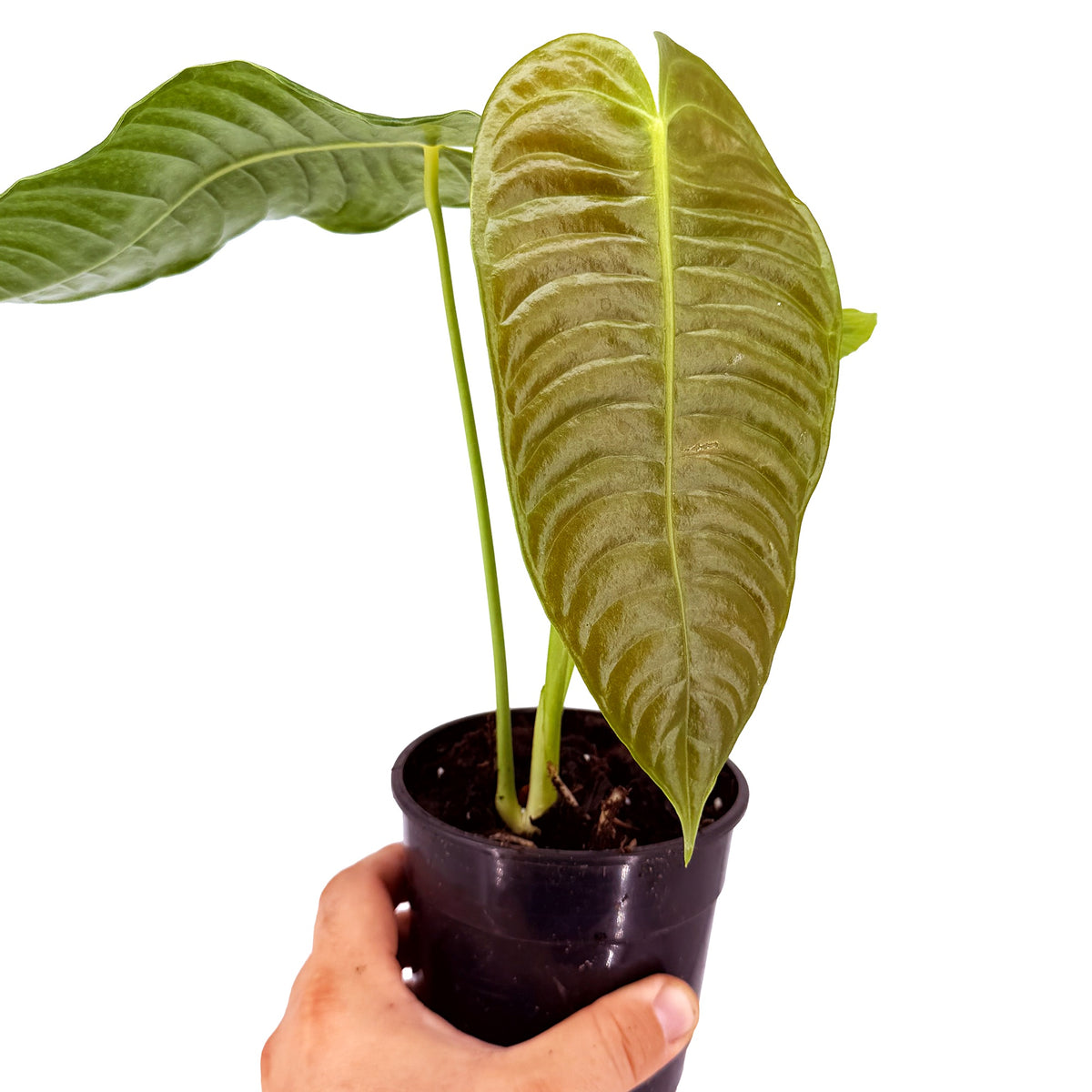 Anthurium veitchii