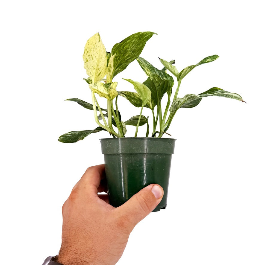 Epipremnum pinnatum 'Mint'
