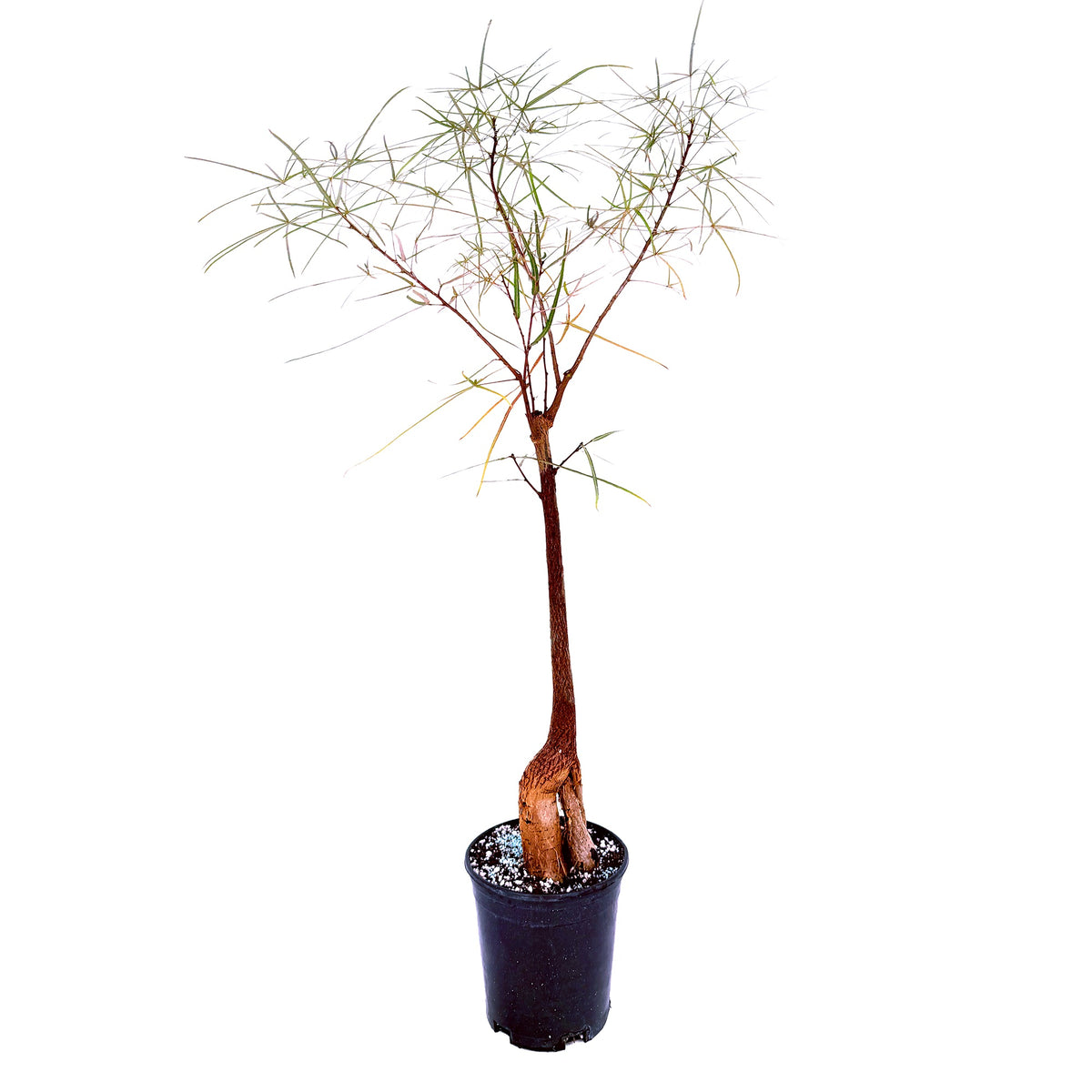 Brachychiton rupestris 'Character Cut Backs'