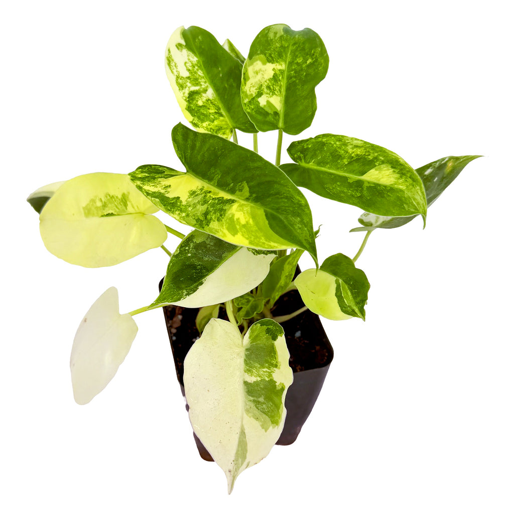 Philodendron ‘Burle Marx’ Variegated
