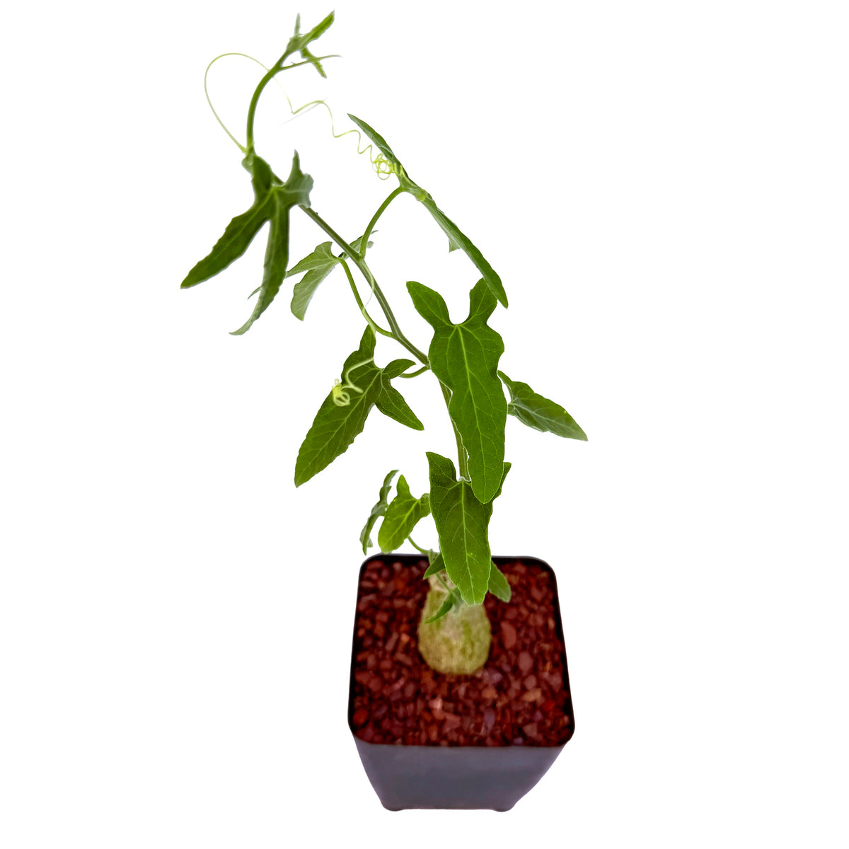 Corallocarpus welwitschii