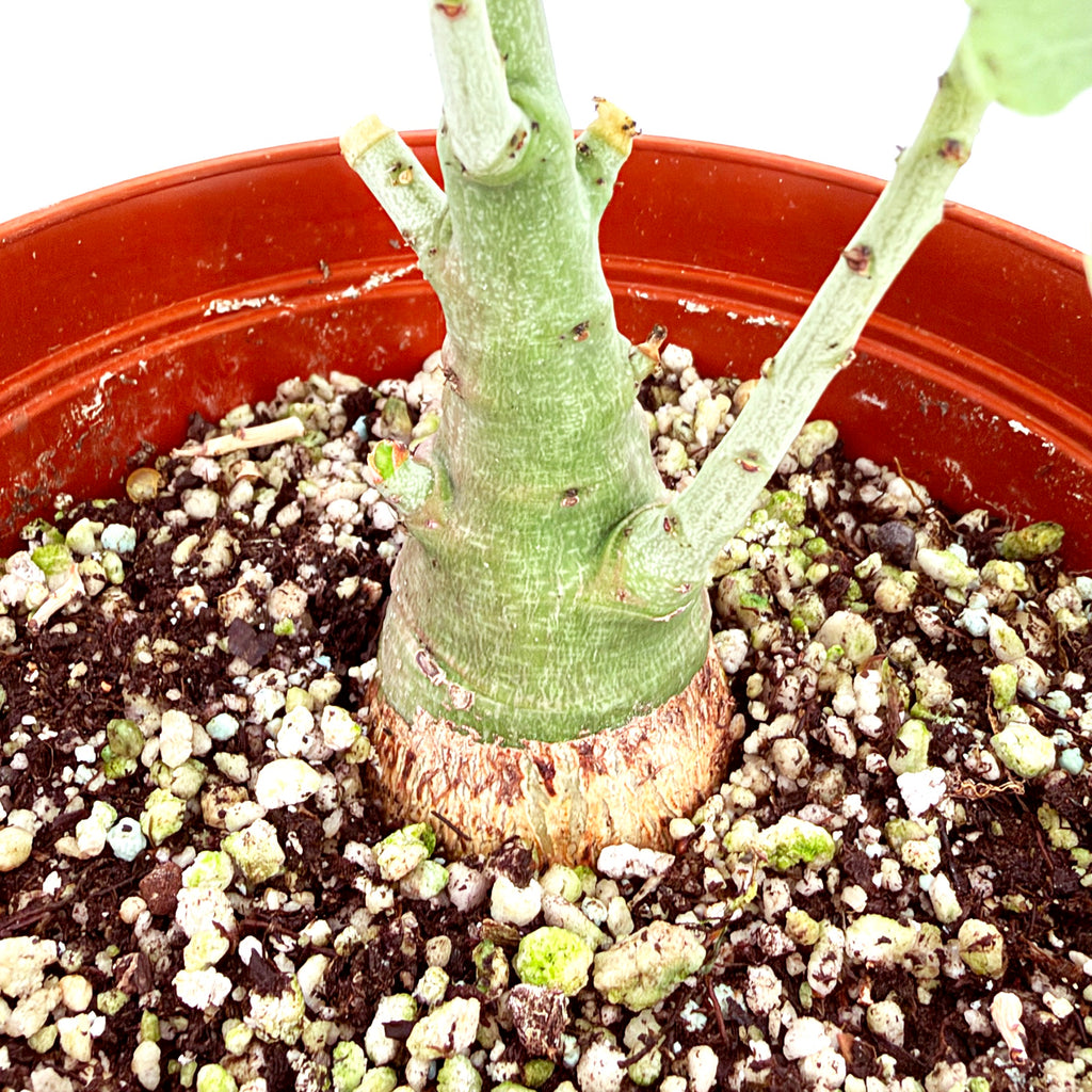 Adenia spinosa