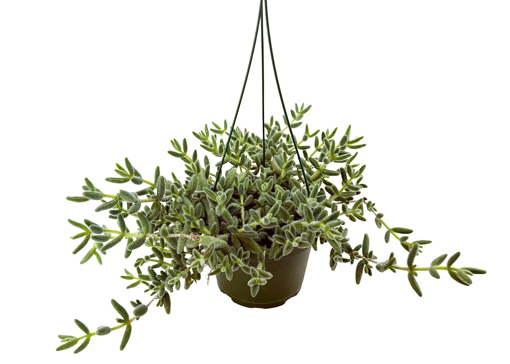 Delosperma echinatum ‘Pickle Plant’