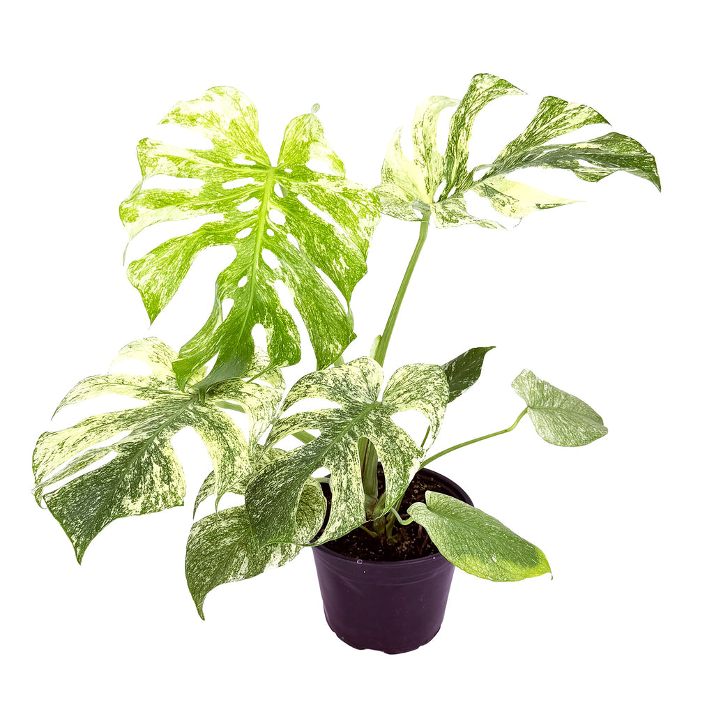 Monstera deliciosa ‘Mint’