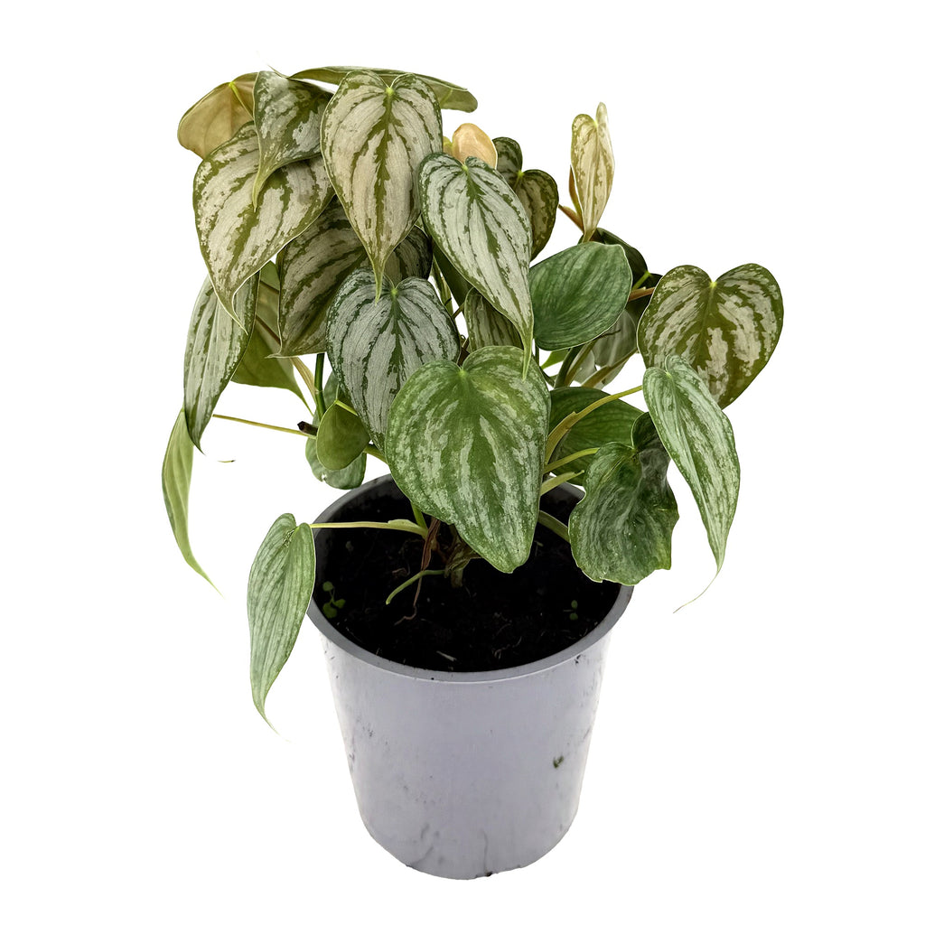 Philodendron brandtianum