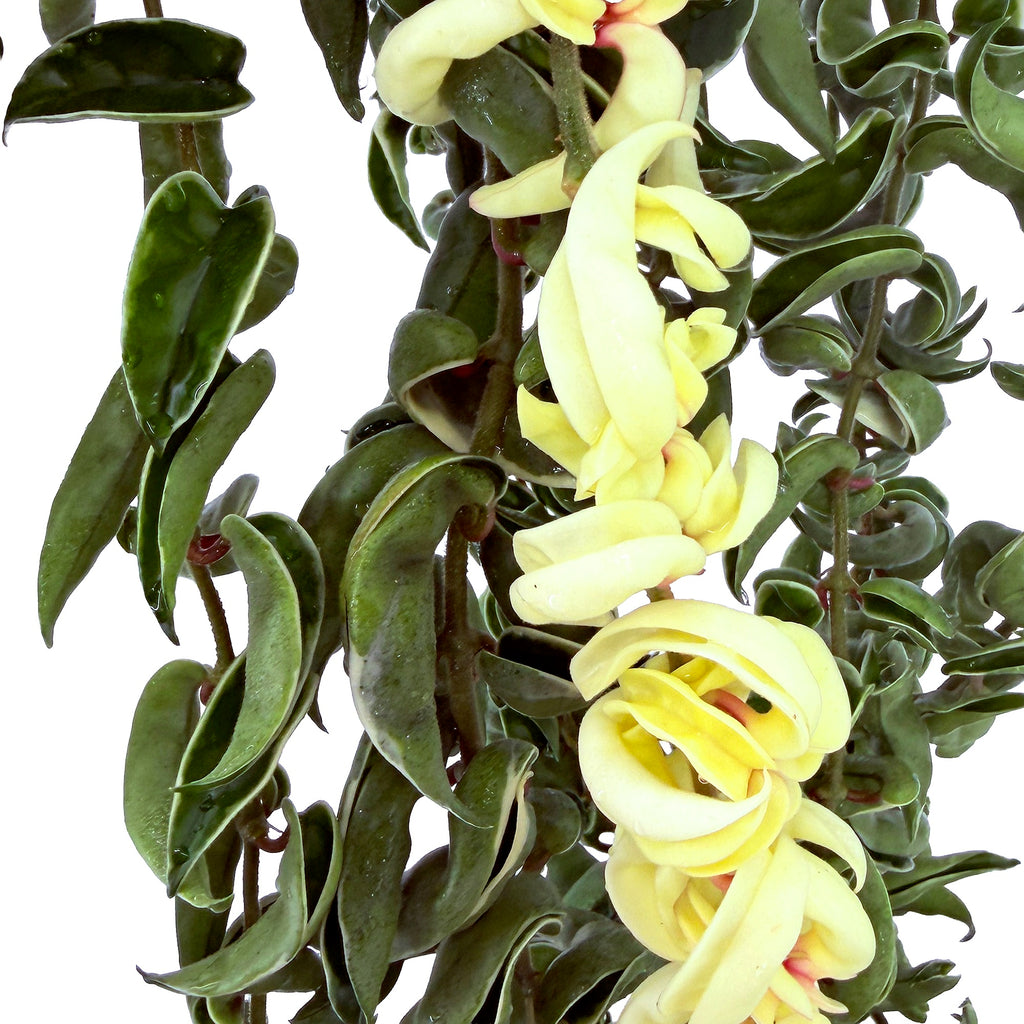 Hoya carnosa compacta variegata 'Variegated Hindu Rope' XXXL