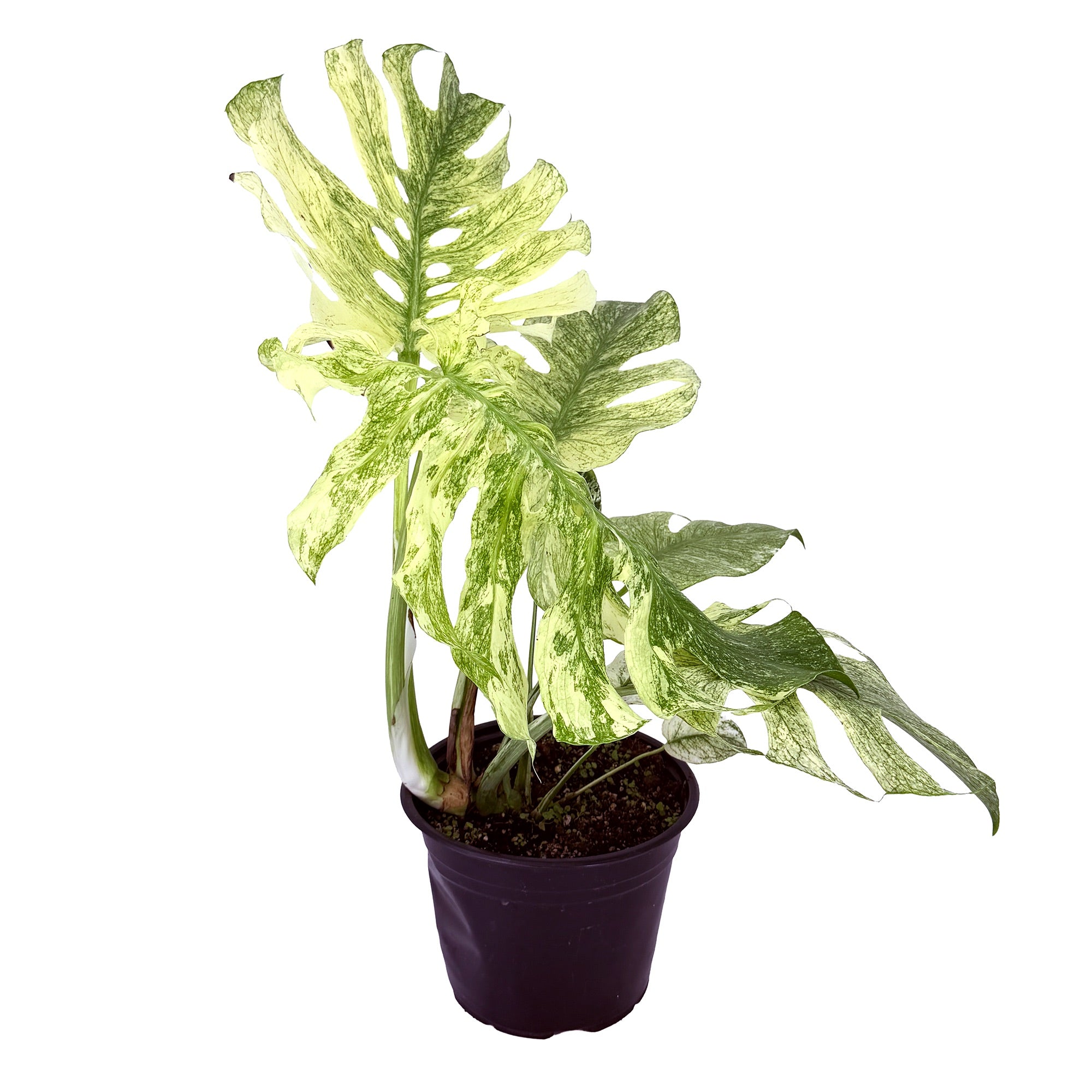 Monstera deliciosa ‘Mint’