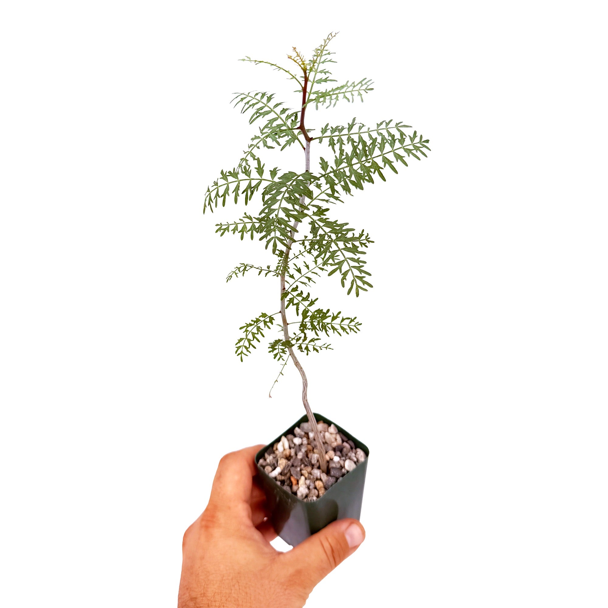 Bursera microphylla 'Elephant Tree'