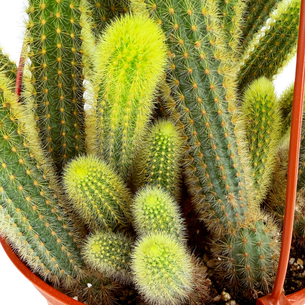 Cleistocactus winteri 'Golden Rat Tail Cactus'
