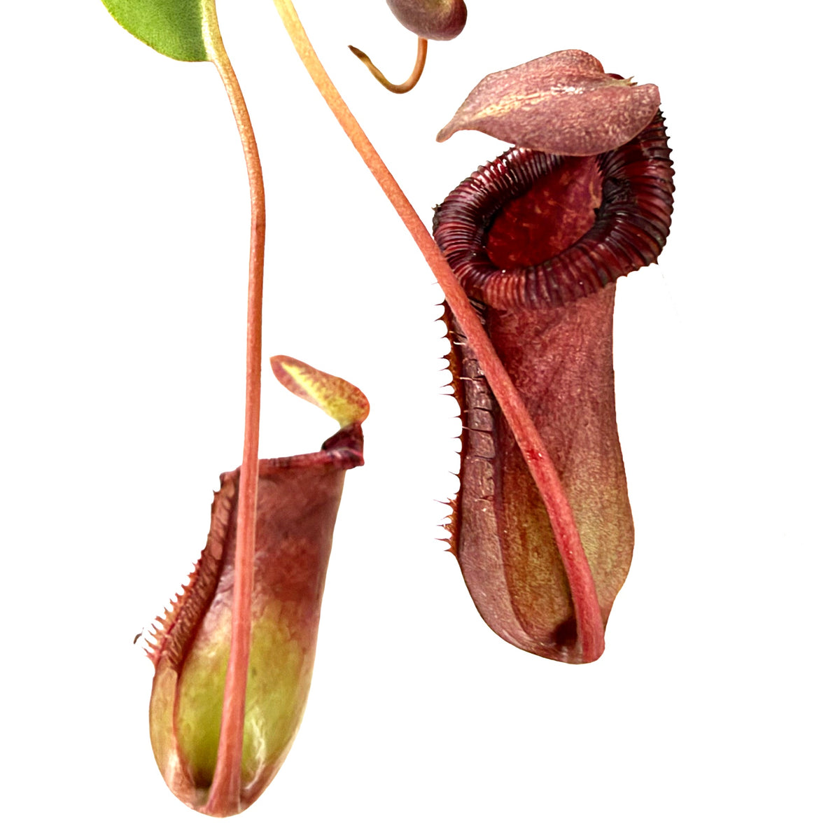 Nepenthes alata 'Pitcher Plant'