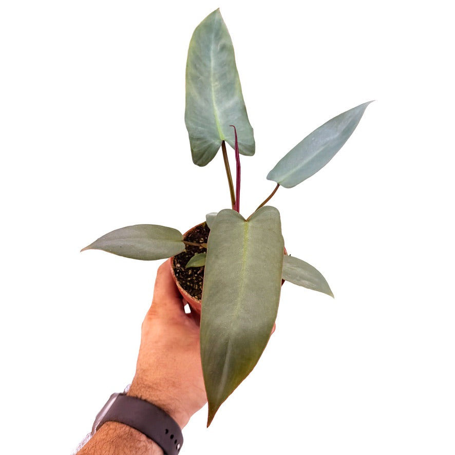 Philodendron atabapoense
