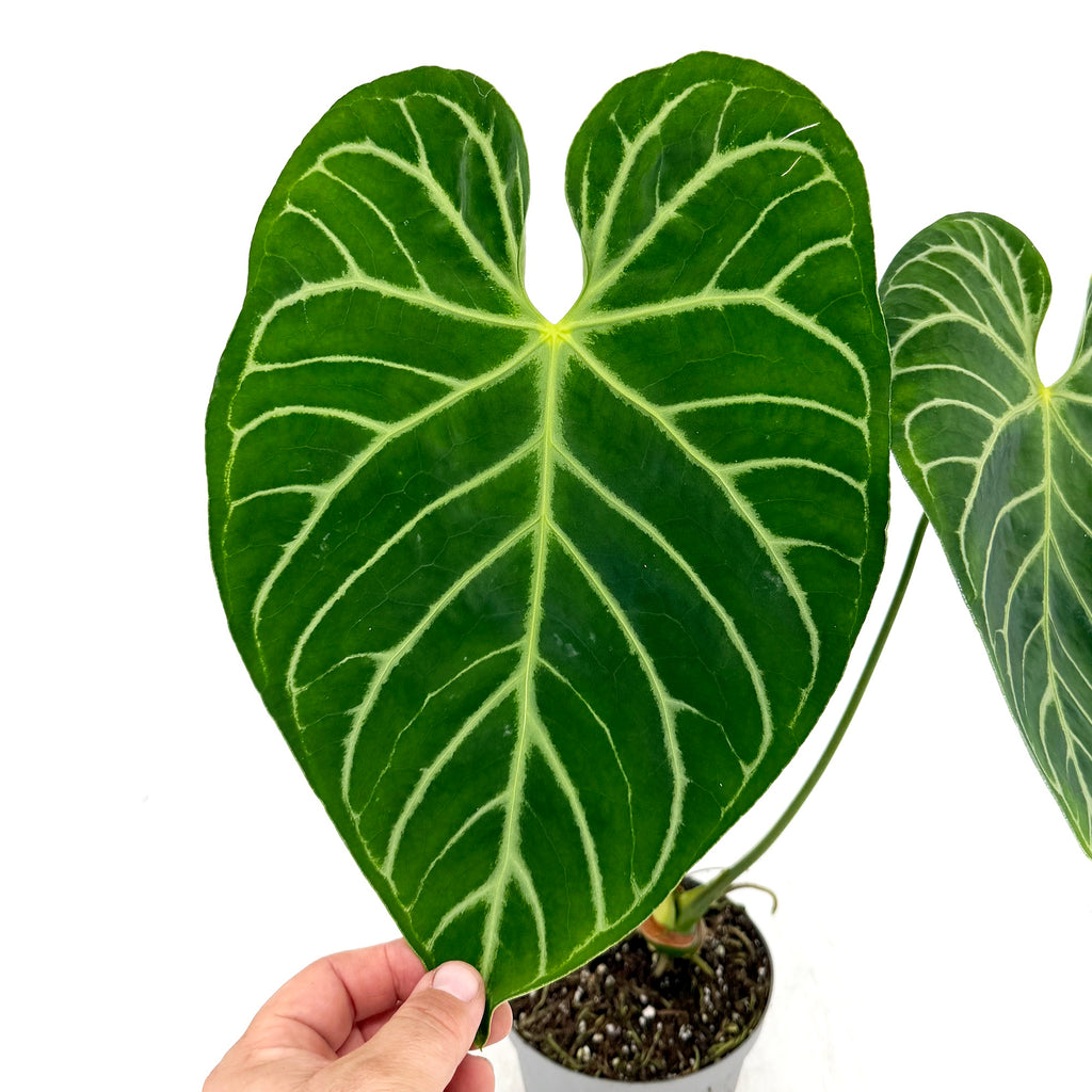 Anthurium magnificum