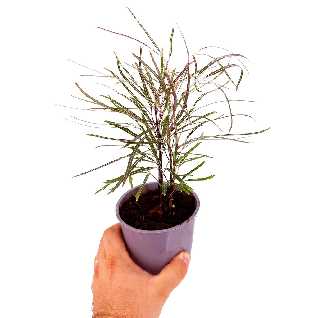 Plerandra elegantissima 'False Aralia'