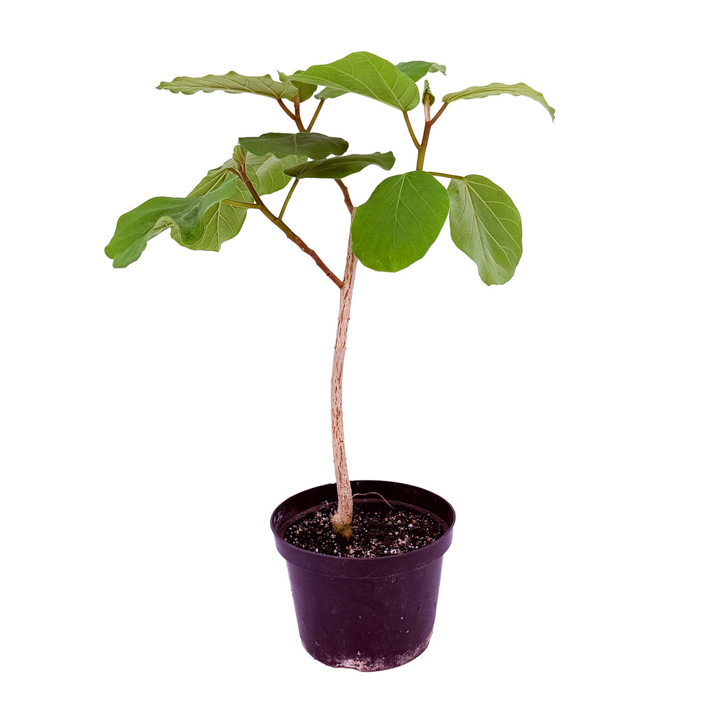Ficus socotrana