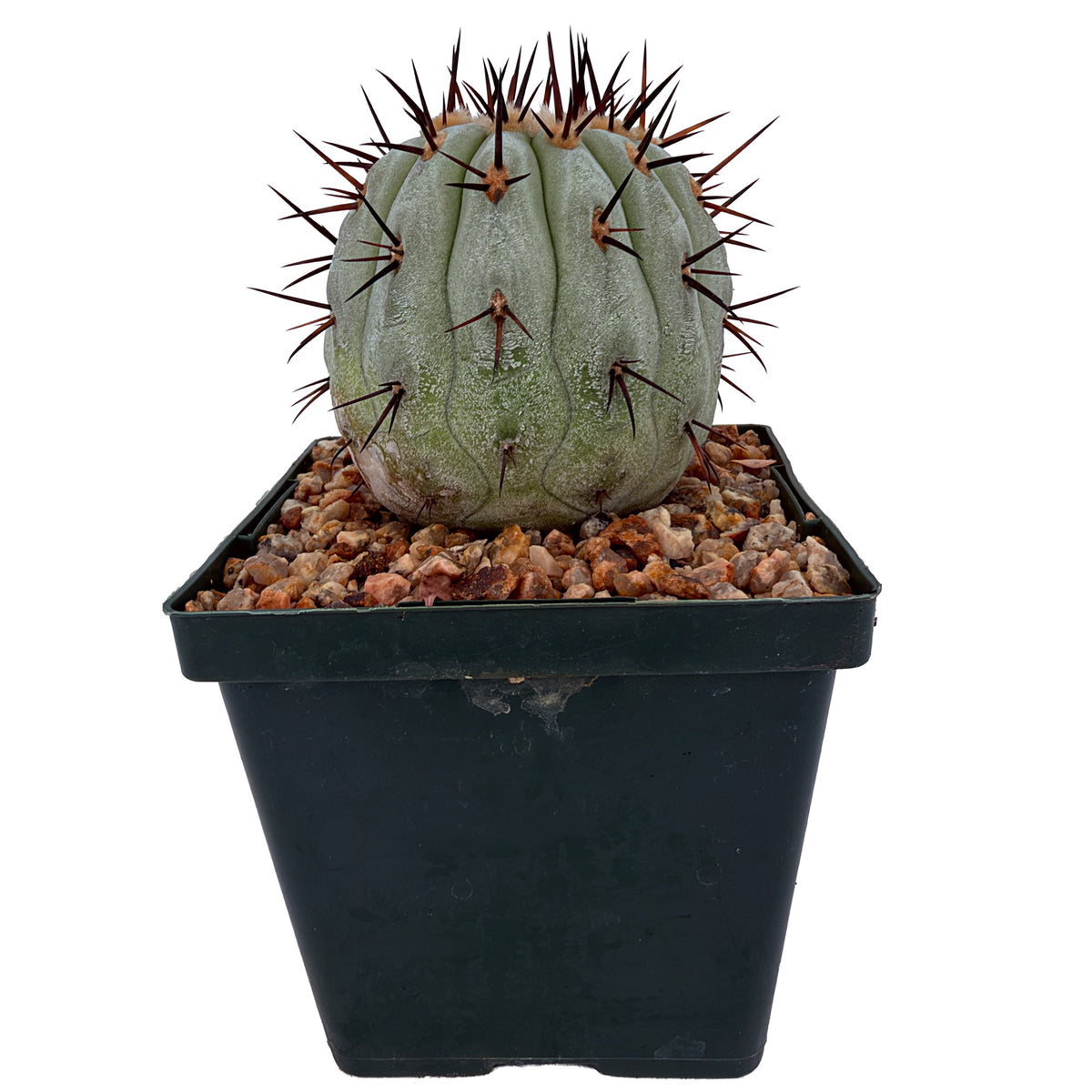 Copiapoa cinerea