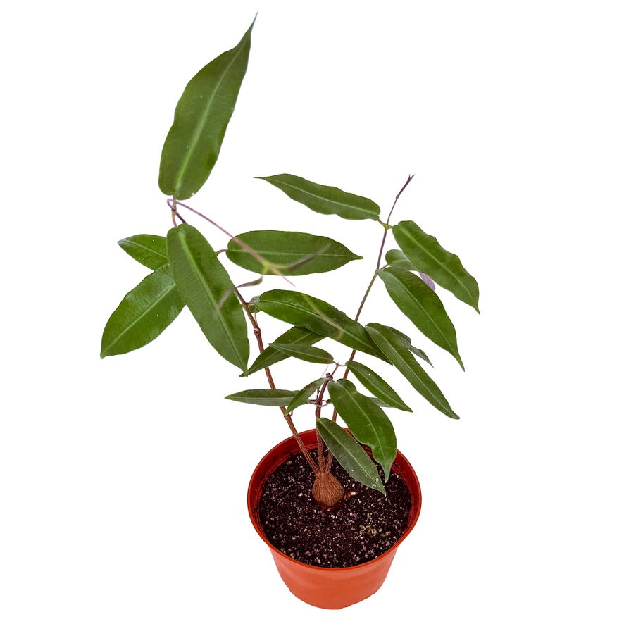 Petopentia natalensis