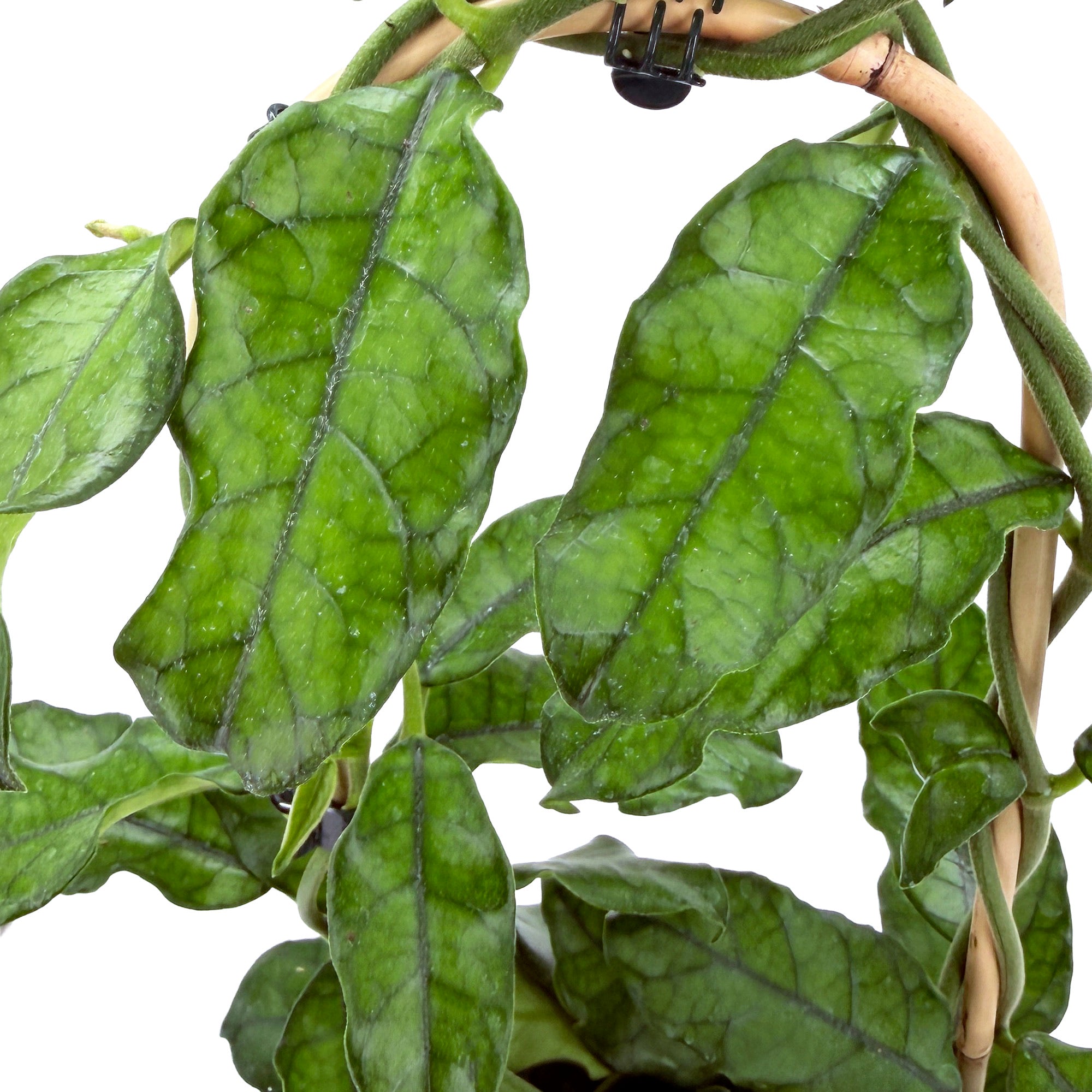Hoya globulosa (trellis)