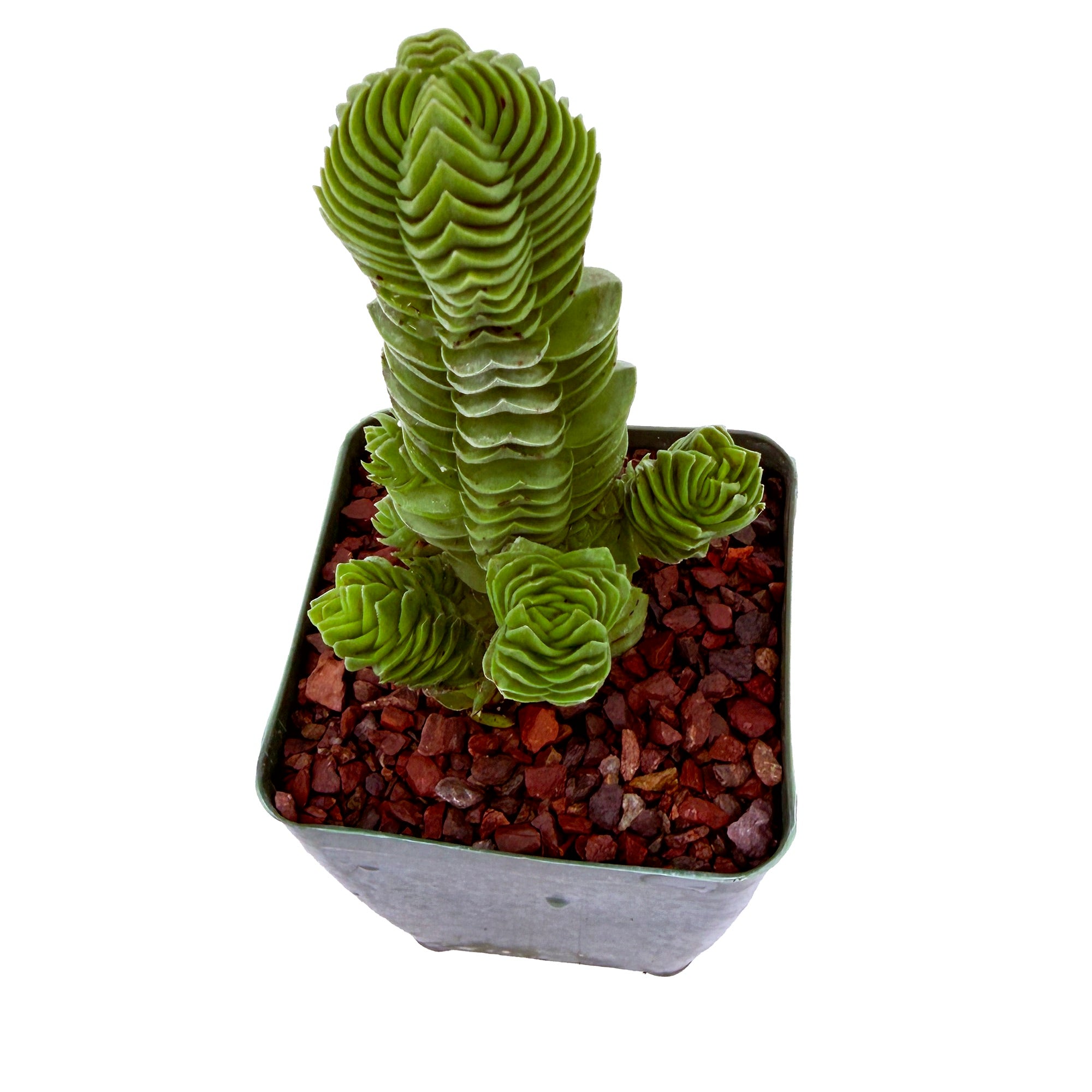 Crassula 'Buddah's Temple'
