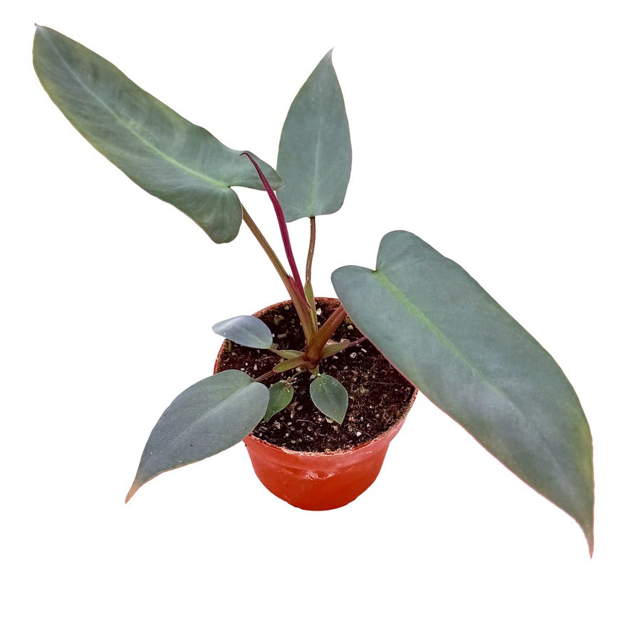 Philodendron atabapoense