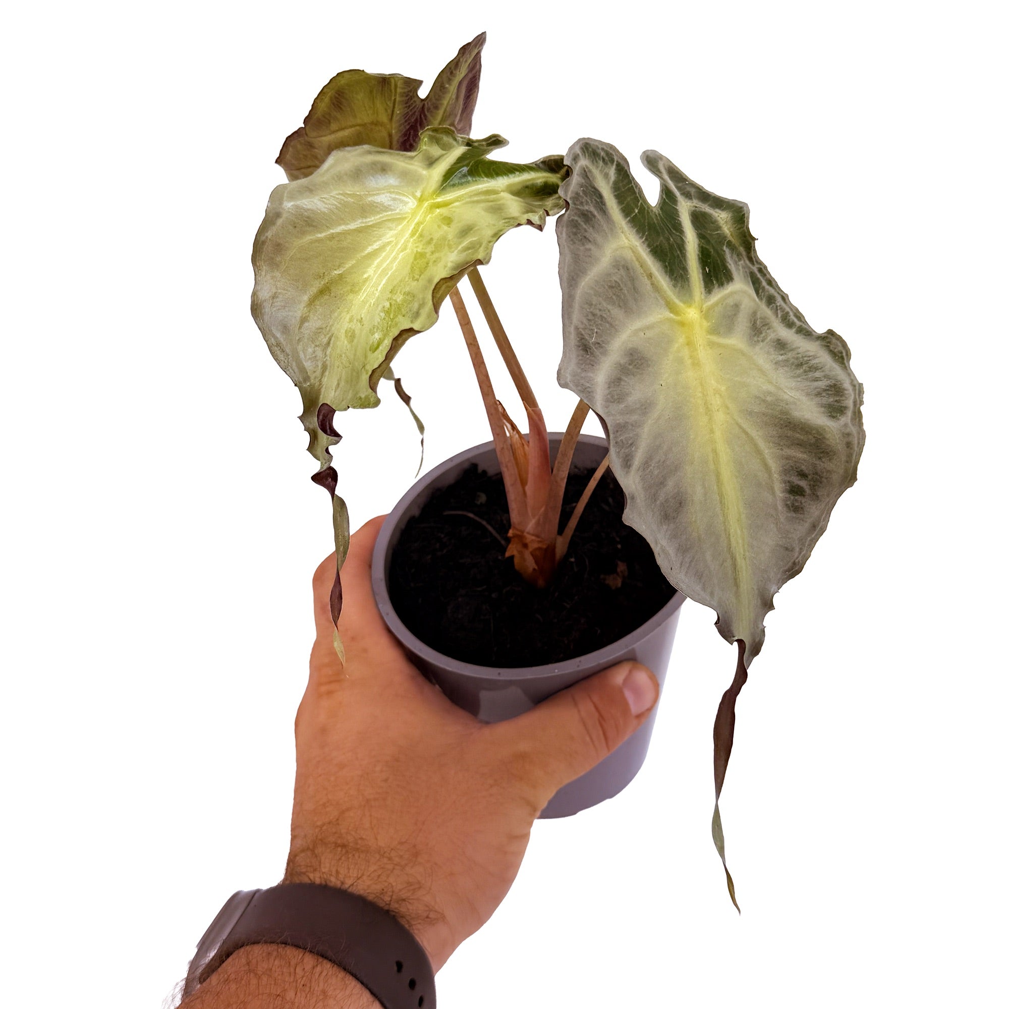 Alocasia 'Venom'
