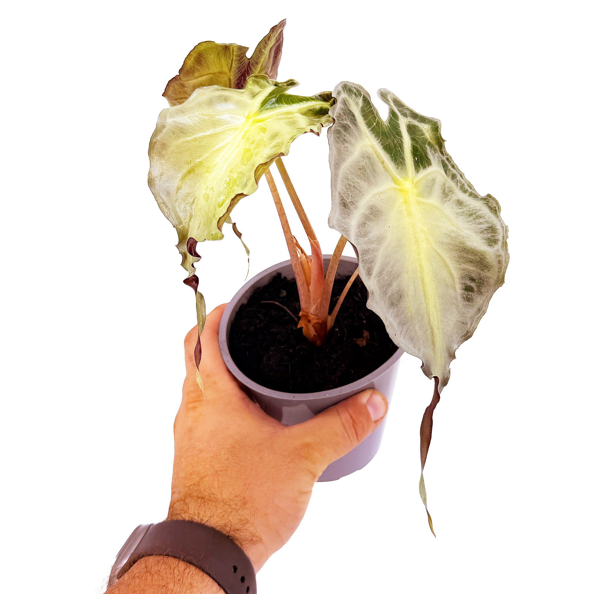 Alocasia 'Venom'