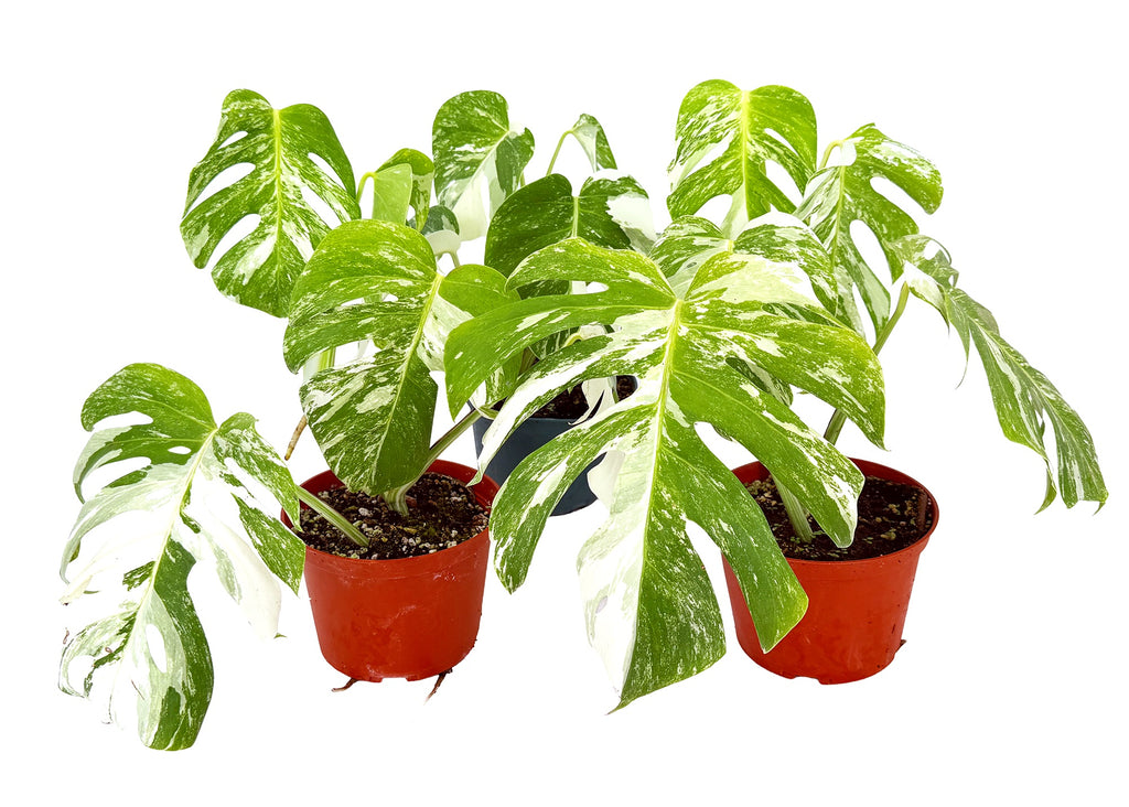 Monstera Borsigiana Albo Variegata