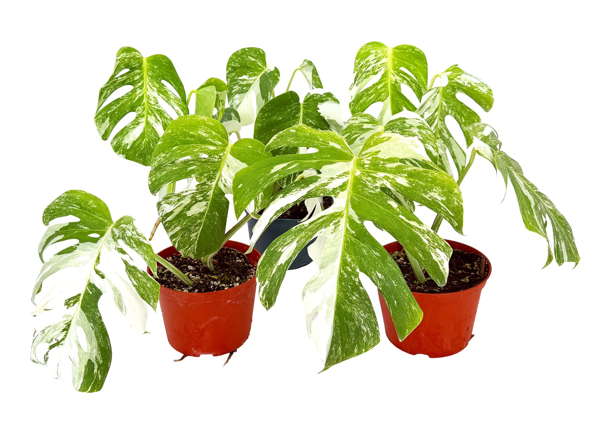 Monstera Borsigiana Albo Variegata