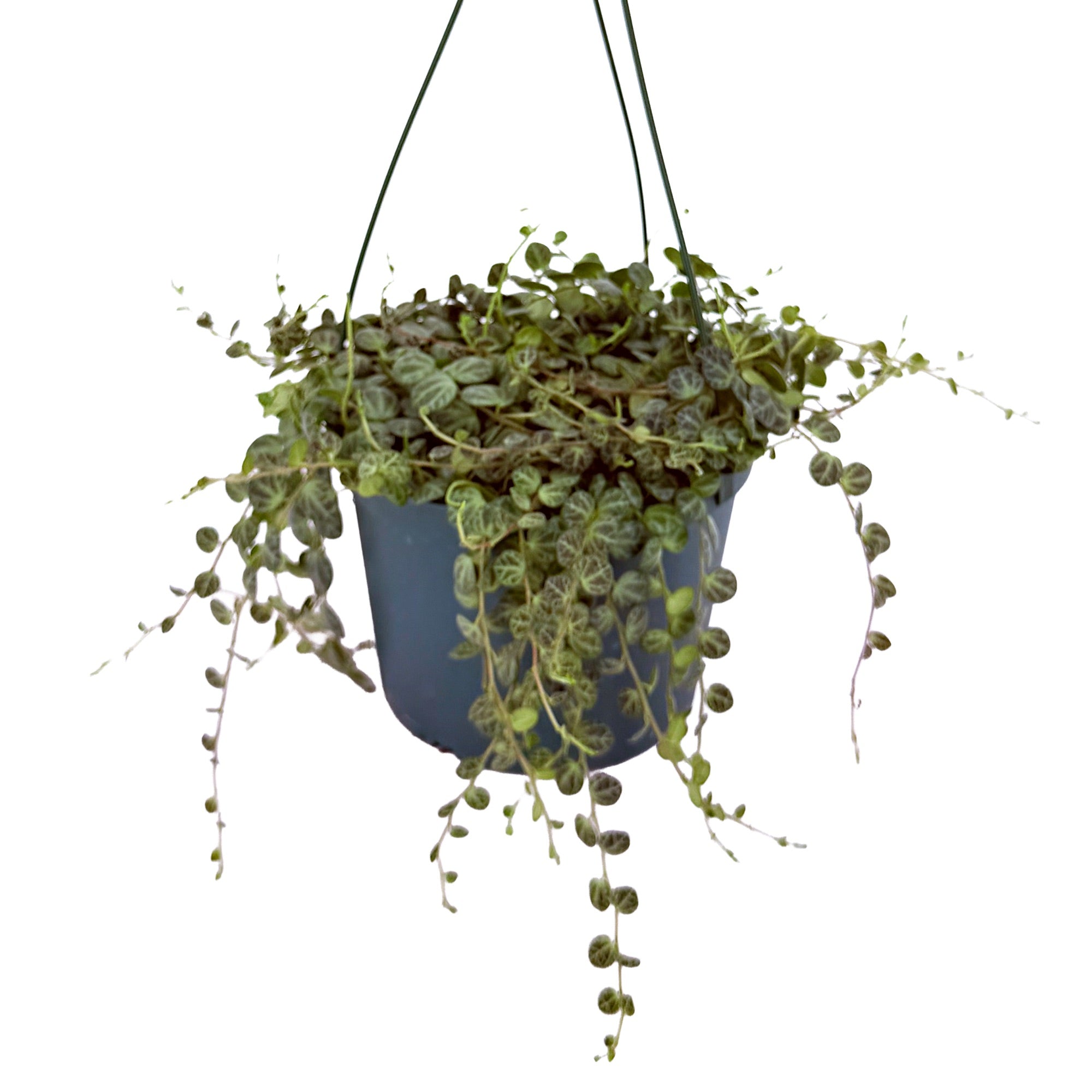 Peperomia prostrata 'String of Turtles'
