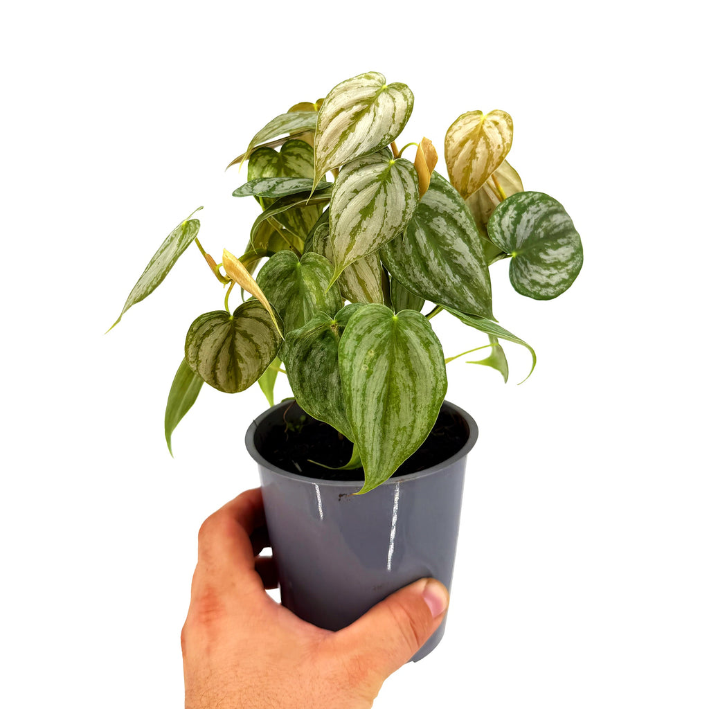 Philodendron brandtianum