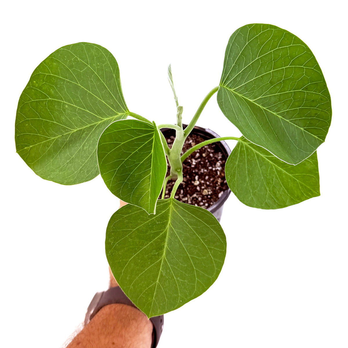 Ipomoea lapidosa