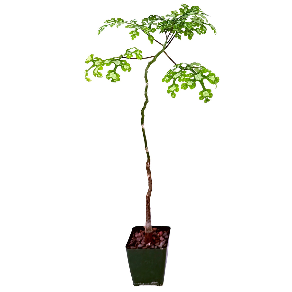 Adenia perrieri