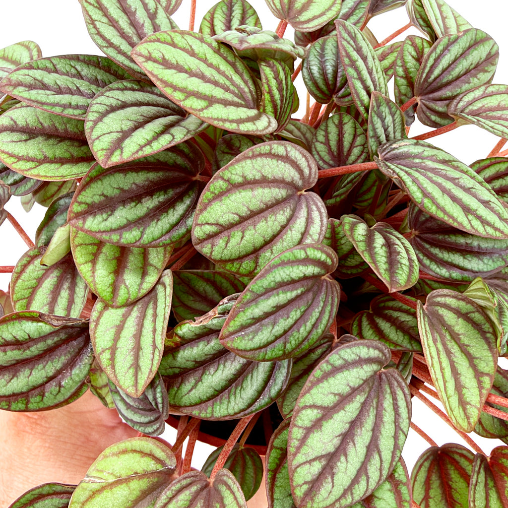 Peperomia albovittata ‘Piccolo Banda’